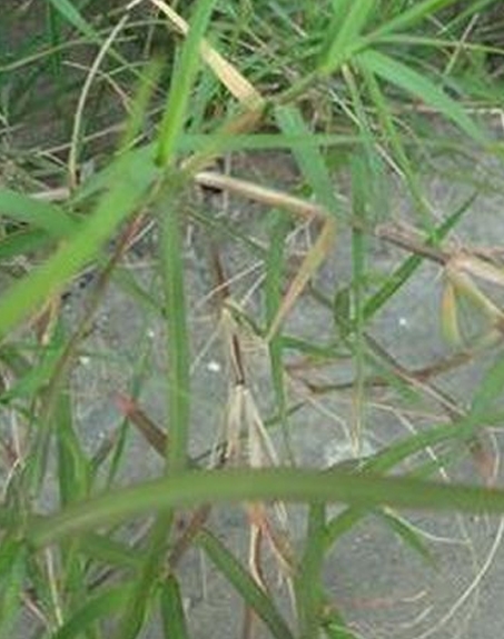 標題：狗牙根
瀏覽次數：2710
發(fā)表時(shí)間：2017-11-02