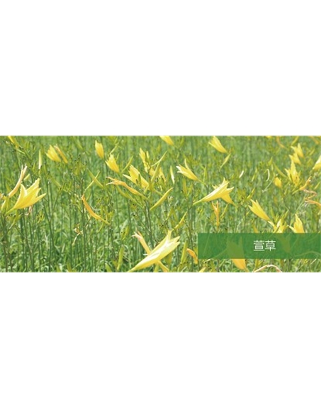 標題：地被
瀏覽次數：1705
發(fā)表時(shí)間：2020-10-17