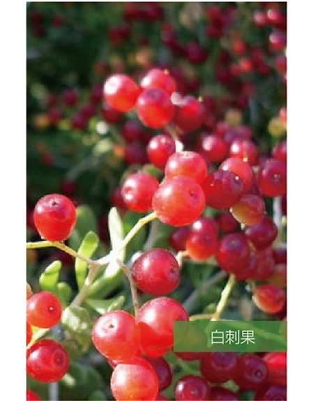標題：名貴樹(shù)種
瀏覽次數：1593
發(fā)表時(shí)間：2020-10-17