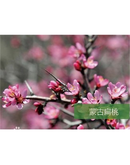標題：名貴樹(shù)種
瀏覽次數：1548
發(fā)表時(shí)間：2020-10-17