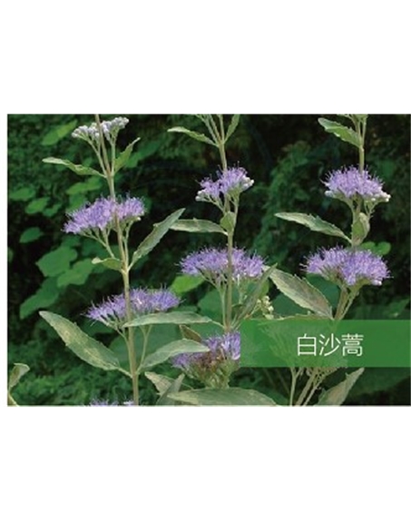 標題：名貴樹(shù)種
瀏覽次數：1567
發(fā)表時(shí)間：2020-10-17