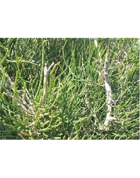 標題：名貴樹(shù)種
瀏覽次數：1722
發(fā)表時(shí)間：2020-10-17