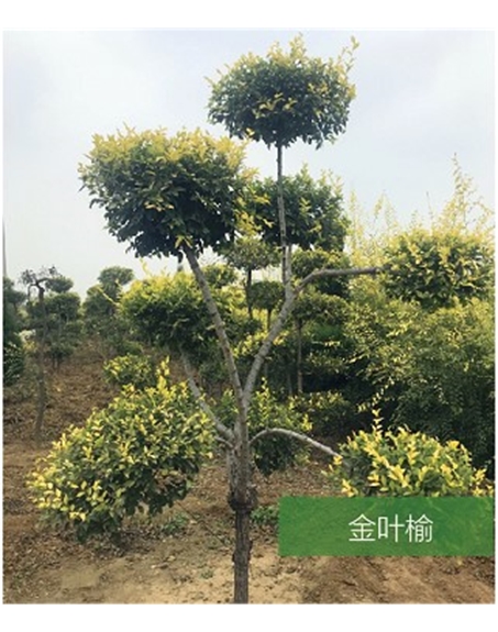 標題：名貴樹(shù)種
瀏覽次數：1593
發(fā)表時(shí)間：2020-10-17