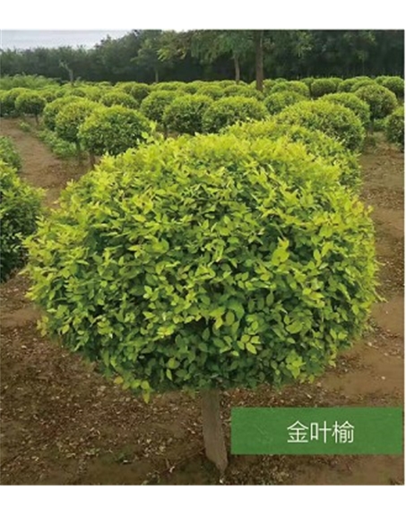 標題：名貴樹(shù)種
瀏覽次數：1607
發(fā)表時(shí)間：2020-10-17
