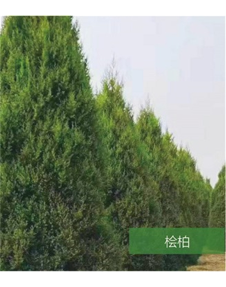 標題：名貴樹(shù)種
瀏覽次數：1566
發(fā)表時(shí)間：2020-10-17