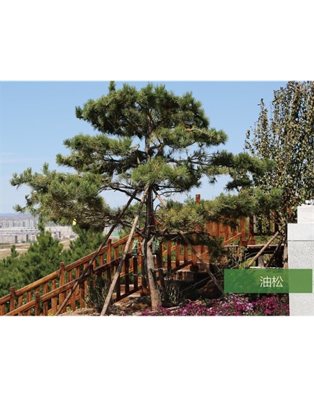 標題：名貴樹(shù)種
瀏覽次數：1557
發(fā)表時(shí)間：2020-10-17