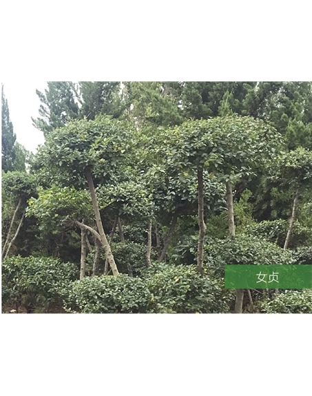 標題：名貴樹(shù)種
瀏覽次數：1566
發(fā)表時(shí)間：2020-10-17
