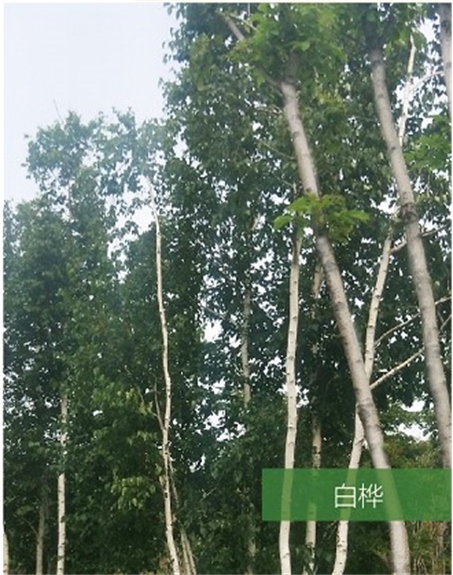 標題：名貴樹(shù)種
瀏覽次數：1670
發(fā)表時(shí)間：2020-10-17