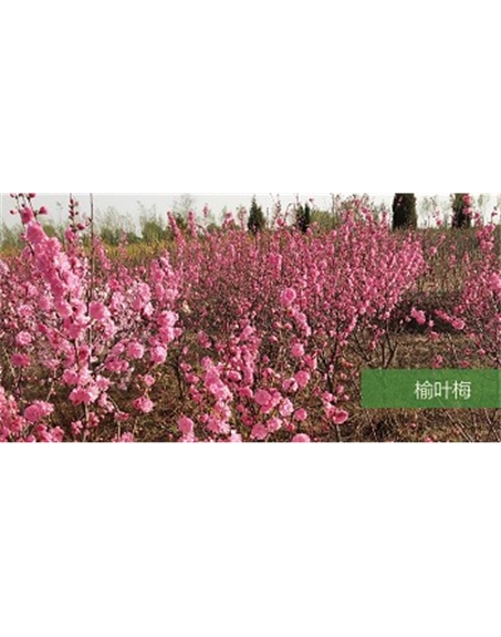 標題：?jiǎn)坦嗄?瀏覽次數：1611
發(fā)表時(shí)間：2020-10-17