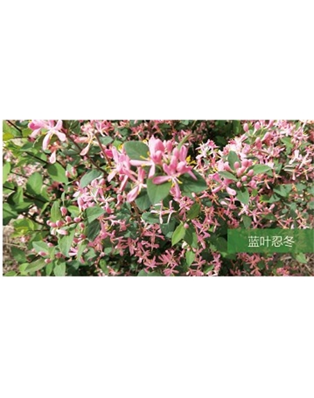 標題：?jiǎn)坦嗄?瀏覽次數：1542
發(fā)表時(shí)間：2020-10-17