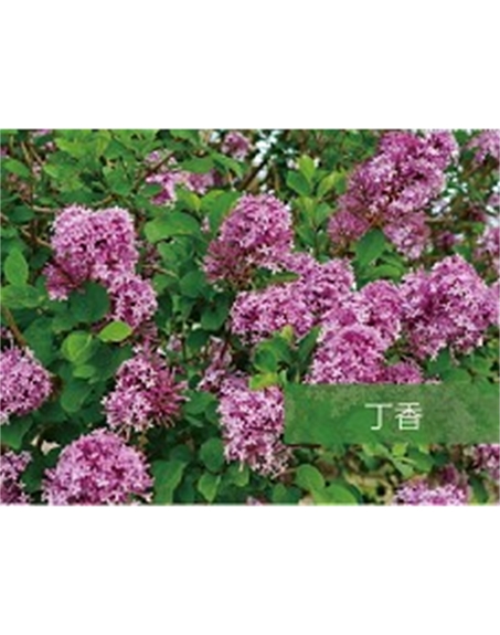 標題：?jiǎn)坦嗄?瀏覽次數：1534
發(fā)表時(shí)間：2020-10-17