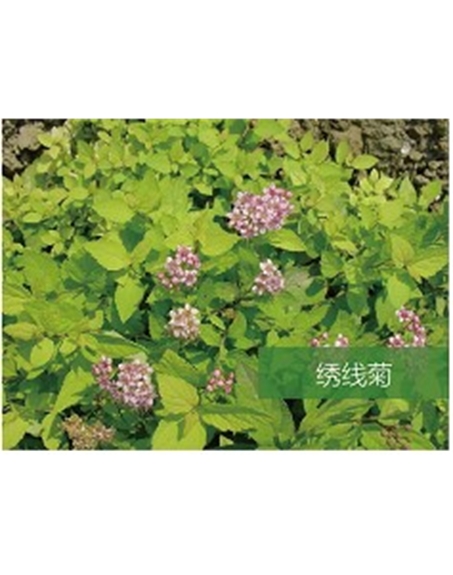 標題：?jiǎn)坦嗄?瀏覽次數：1693
發(fā)表時(shí)間：2020-10-17