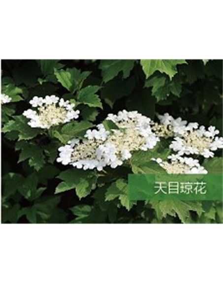 標題：?jiǎn)坦嗄?瀏覽次數：1684
發(fā)表時(shí)間：2020-10-17