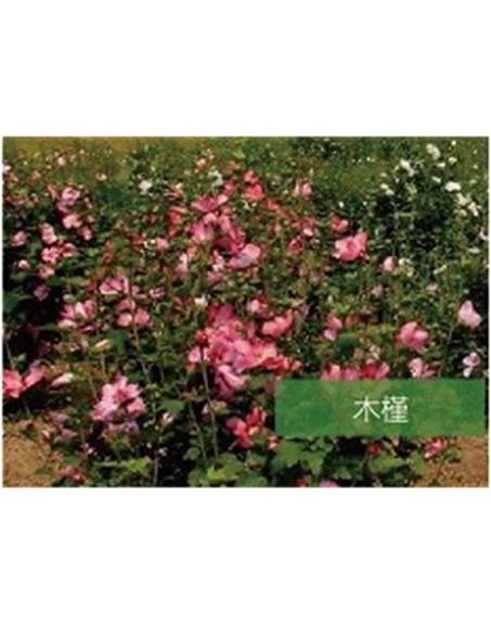 標題：?jiǎn)坦嗄?瀏覽次數：1693
發(fā)表時(shí)間：2020-10-17
