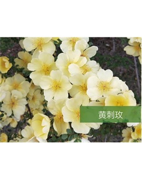 標題：?jiǎn)坦嗄?瀏覽次數：1513
發(fā)表時(shí)間：2020-10-17