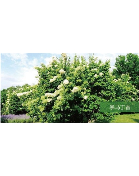 標題：?jiǎn)坦嗄?瀏覽次數：1766
發(fā)表時(shí)間：2020-10-17