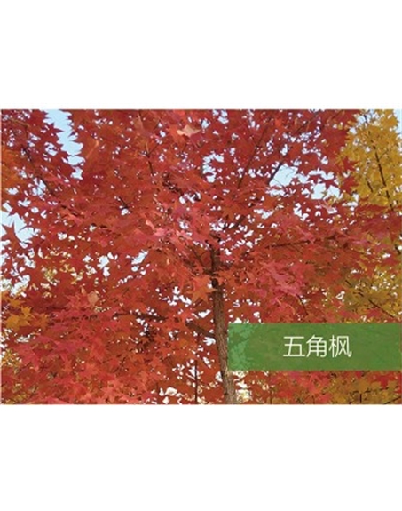 標題：?jiǎn)坦嗄?瀏覽次數：1657
發(fā)表時(shí)間：2020-10-17
