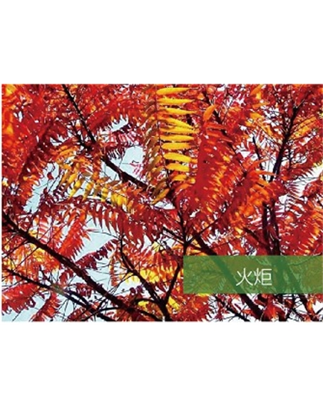 標題：?jiǎn)坦嗄?瀏覽次數：1595
發(fā)表時(shí)間：2020-10-17