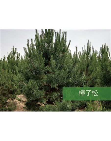 標題：?jiǎn)坦嗄?瀏覽次數：1693
發(fā)表時(shí)間：2020-10-17