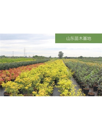 標題：苗木基地
瀏覽次數：2290
發(fā)表時(shí)間：2020-10-17