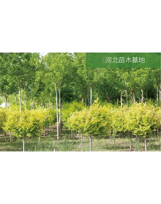 標題：苗木基地
瀏覽次數：2245
發(fā)表時(shí)間：2020-10-17
