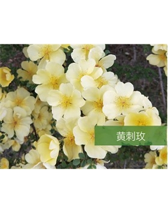 標題：?jiǎn)坦嗄?瀏覽次數：1510
發(fā)表時(shí)間：2020-10-17
